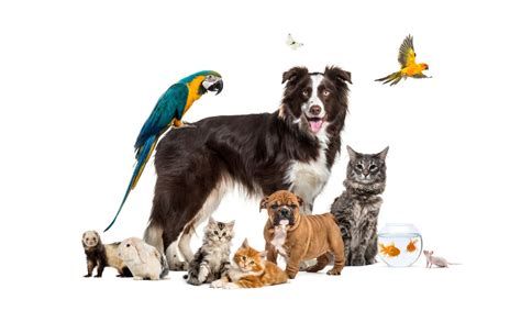 10 Most Pet.